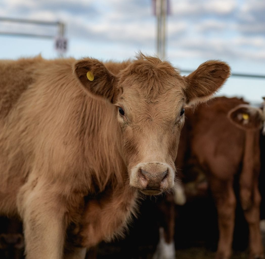 AgroActiva Ganadera: el cronograma de cada jornada